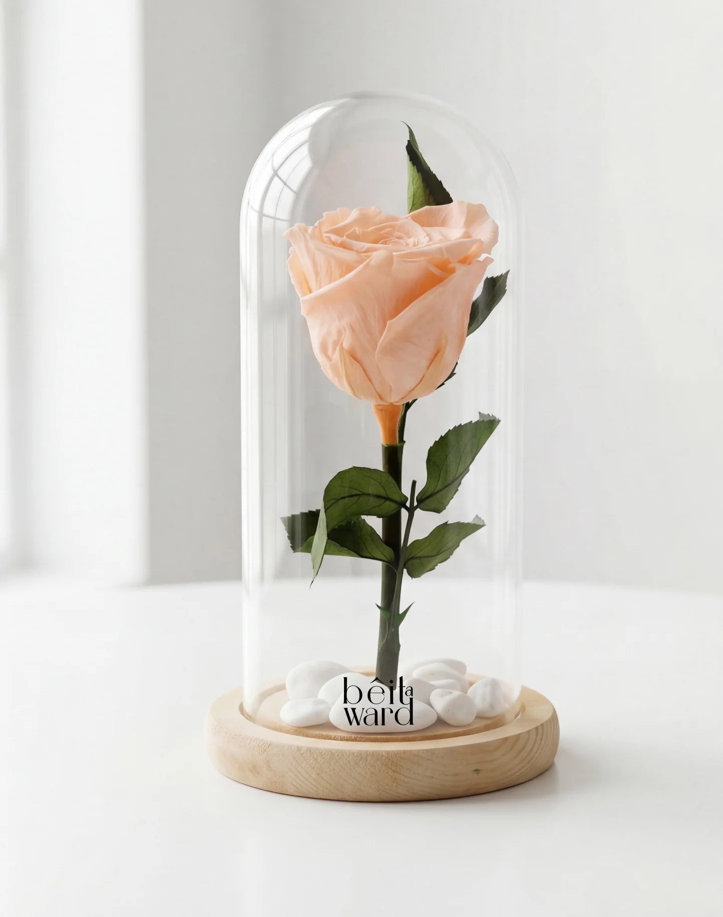 Peachy preserved peach rose under glass dome luxury gift in Lebanon by Idole Lebanon
