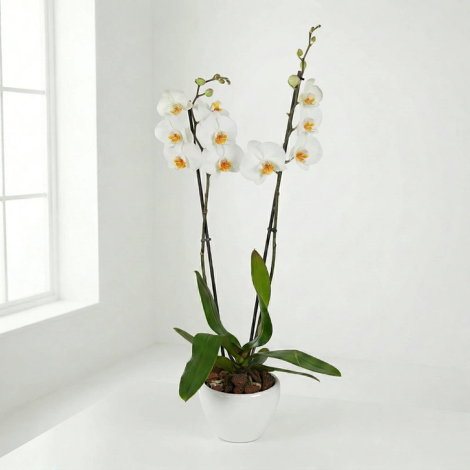 Elegant white orchid plant in vase for home décor and gifting in Lebanon by Beit El Ward