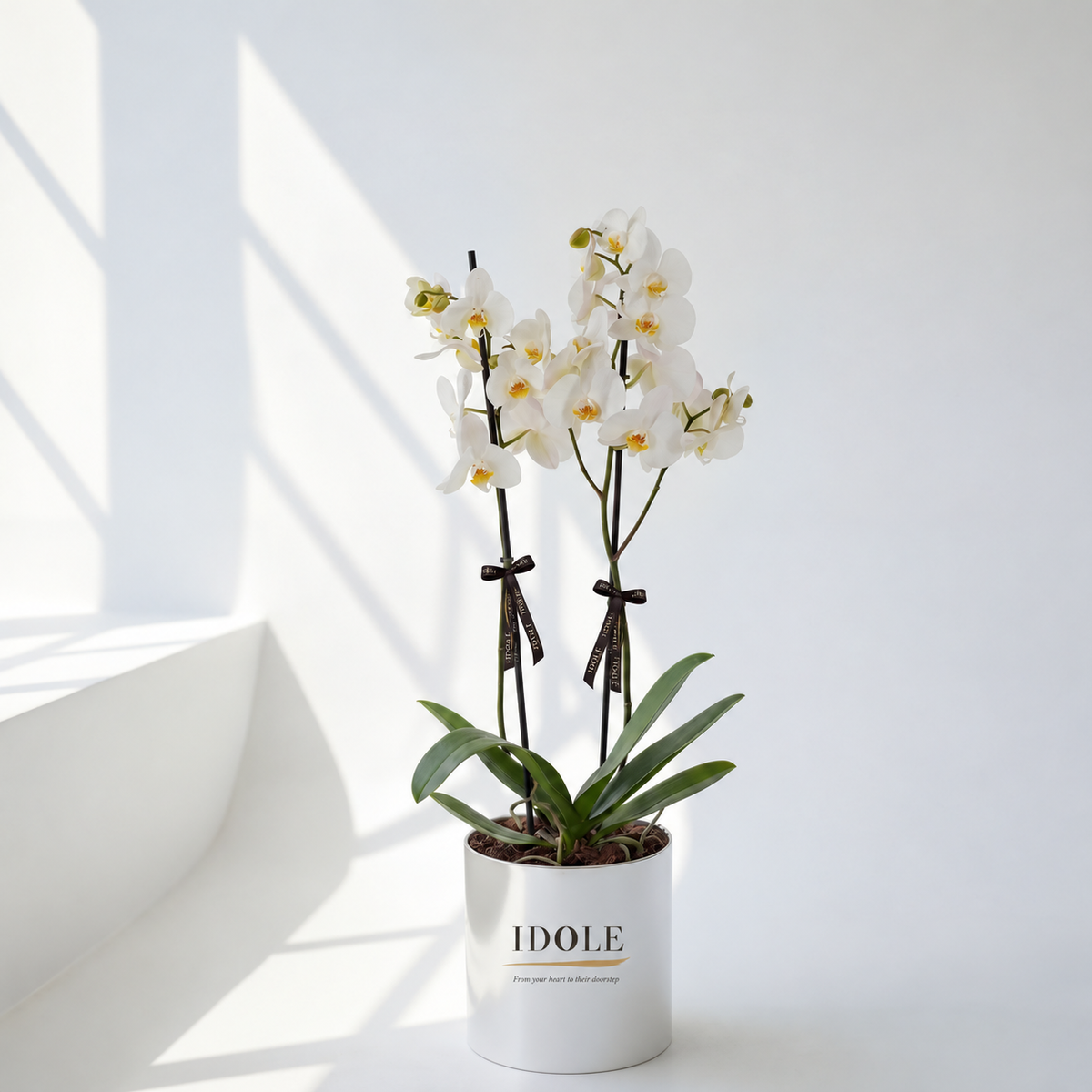 Orchid Love by Fleurs De La Sagesse