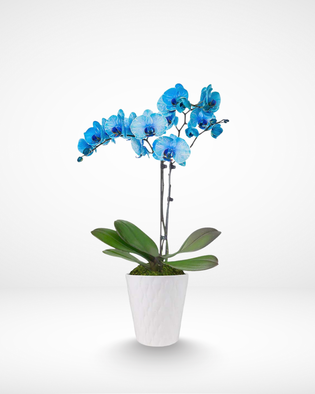 Blue Orchid, Vibrant Potted Orchid Gift Lebanon