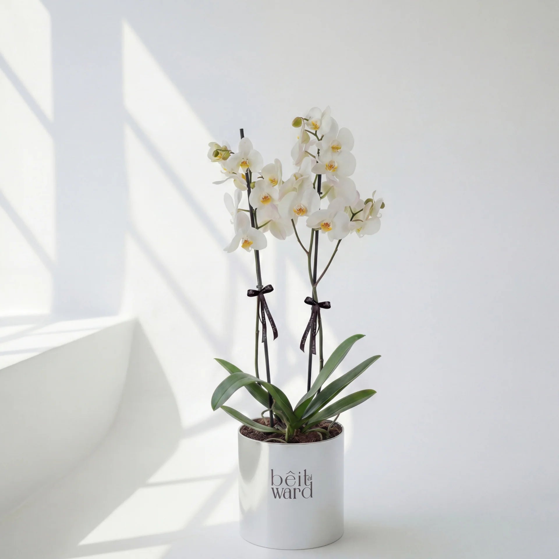 luxury orchid plant beit el ward lebanon delivery beirut