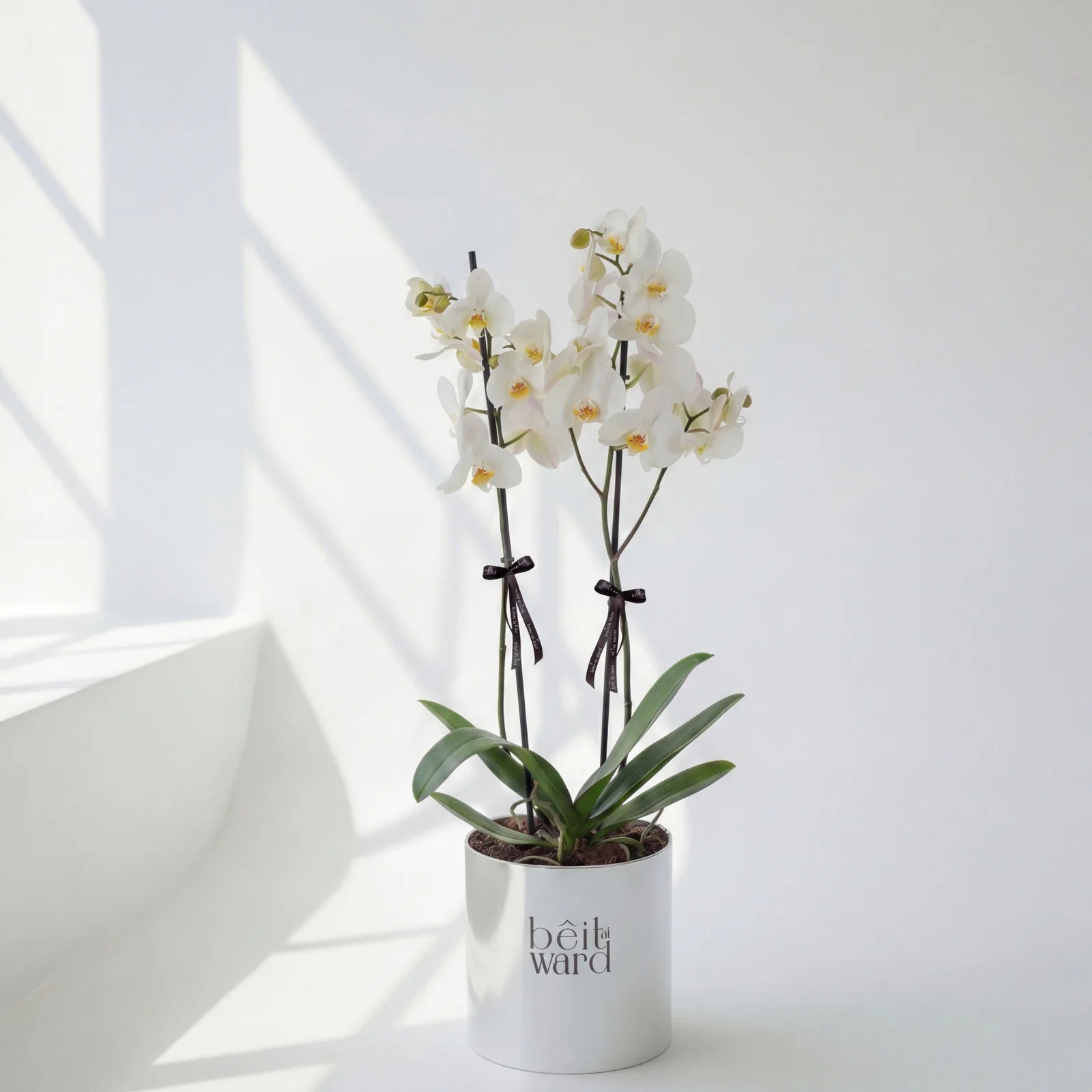 Double stem white orchid plant in mirror box for elegant gifting in Lebanon by Beit El Ward