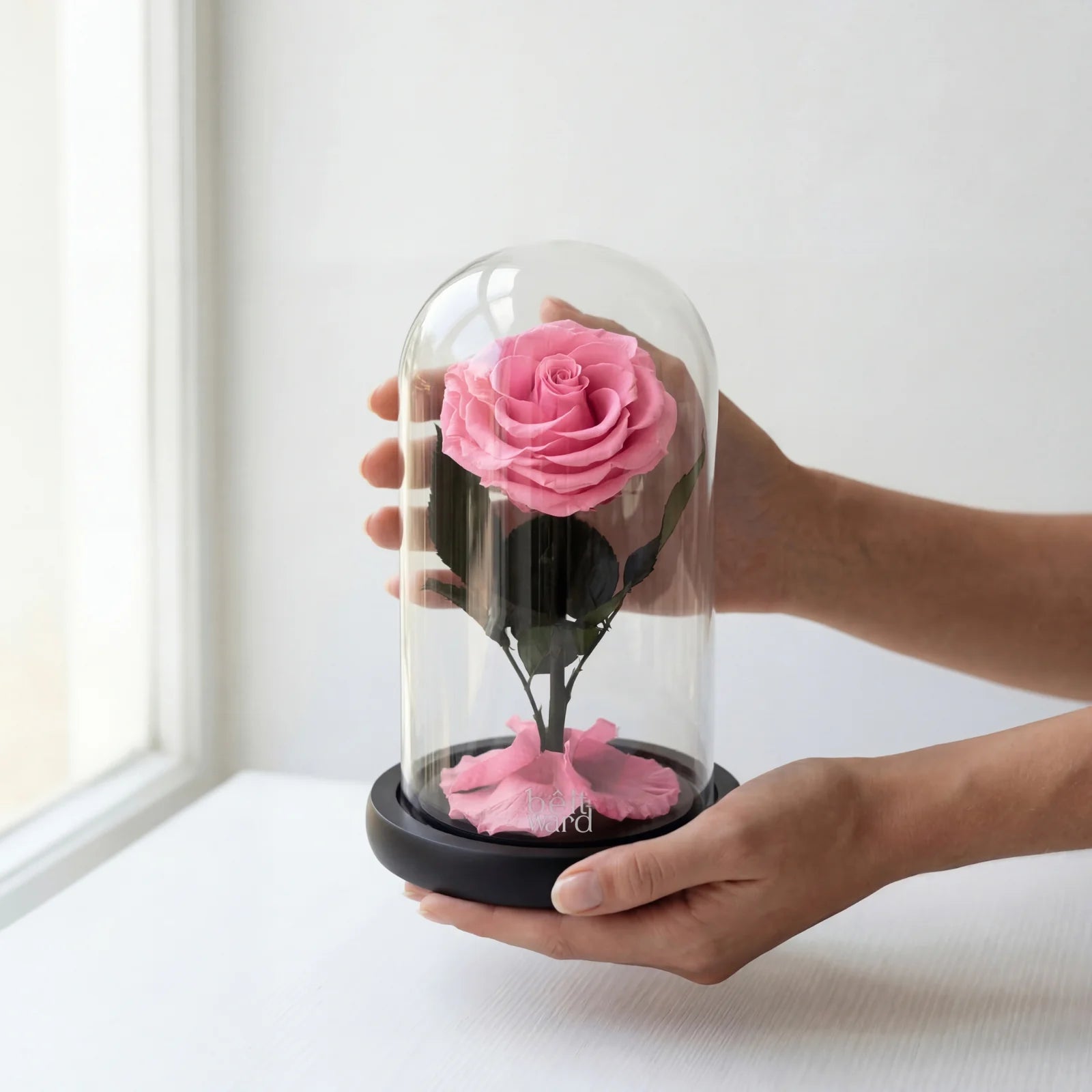 Preserved pink rose in glass dome gift displayed in hands perfect romantic gift in Lebanon