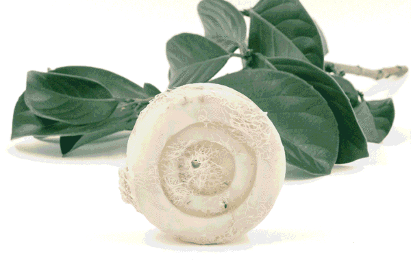 Natural loofah soap for gentle exfoliation – Lebanese skincare by Idole Lebanon