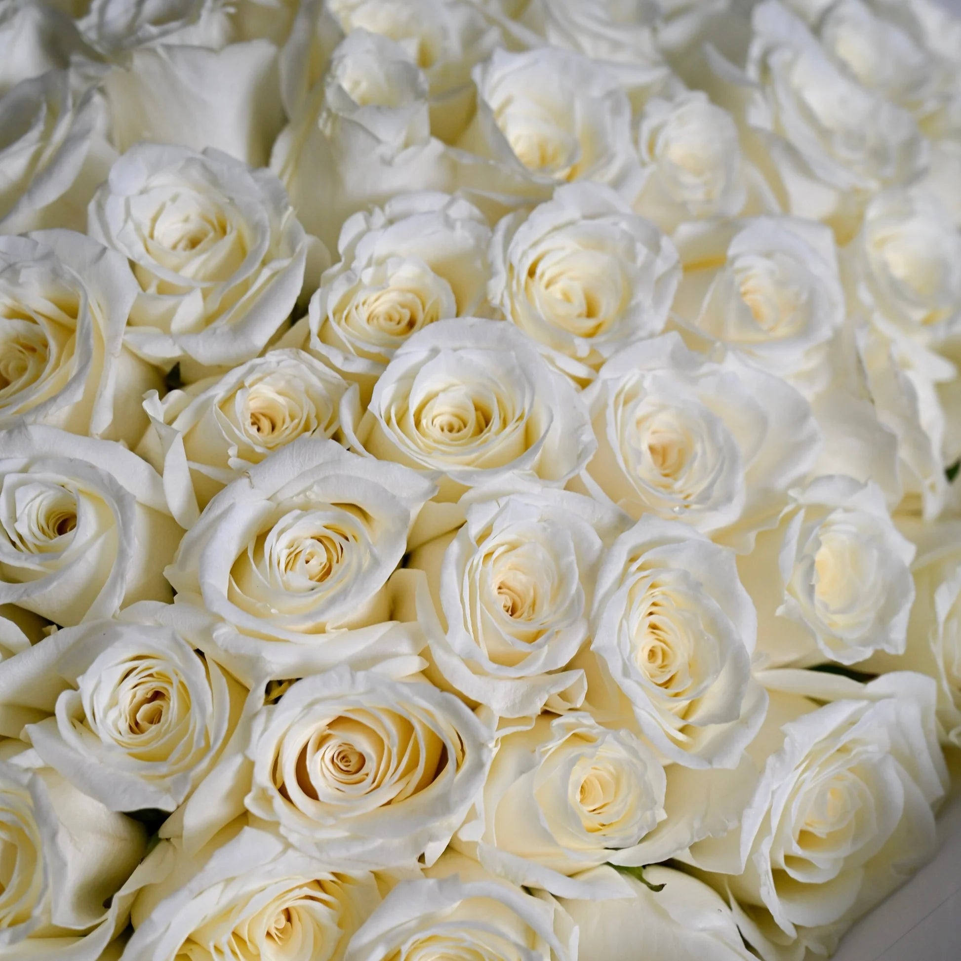 Grand Luxury Basket of 500 White Roses
