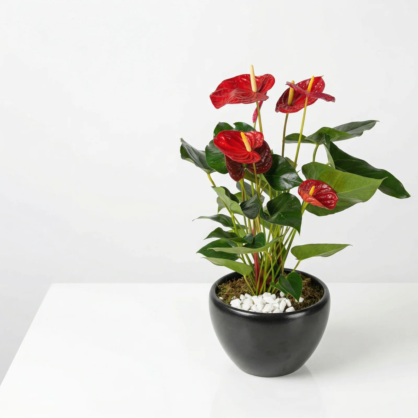 Red anthurium indoor plant in pot Lebanon by Beit El Ward