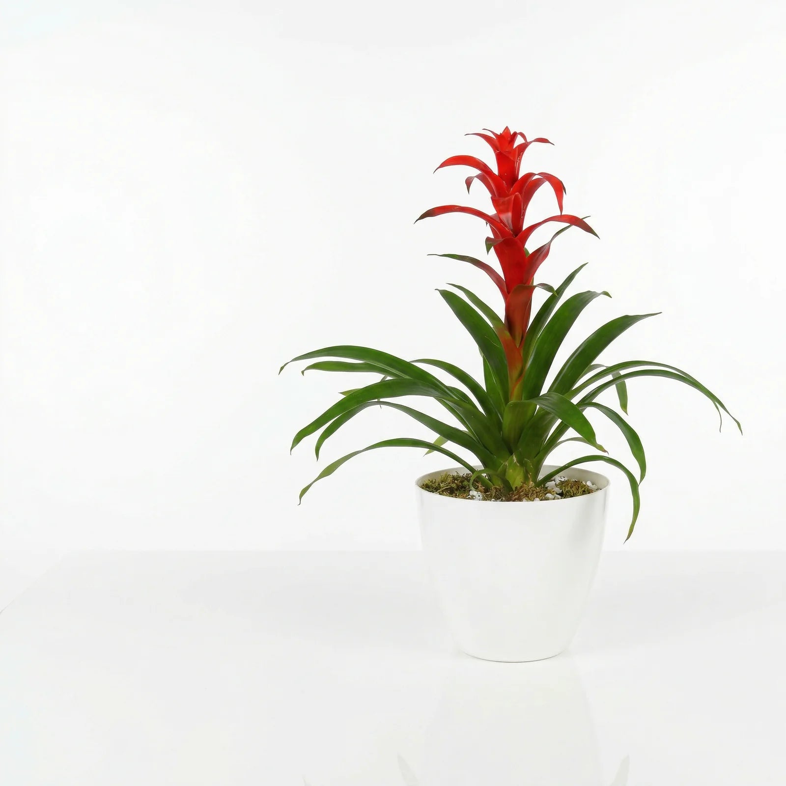 Red Guzmania tropical indoor plant in white pot for home décor and gifting in Lebanon by Beit El Ward
