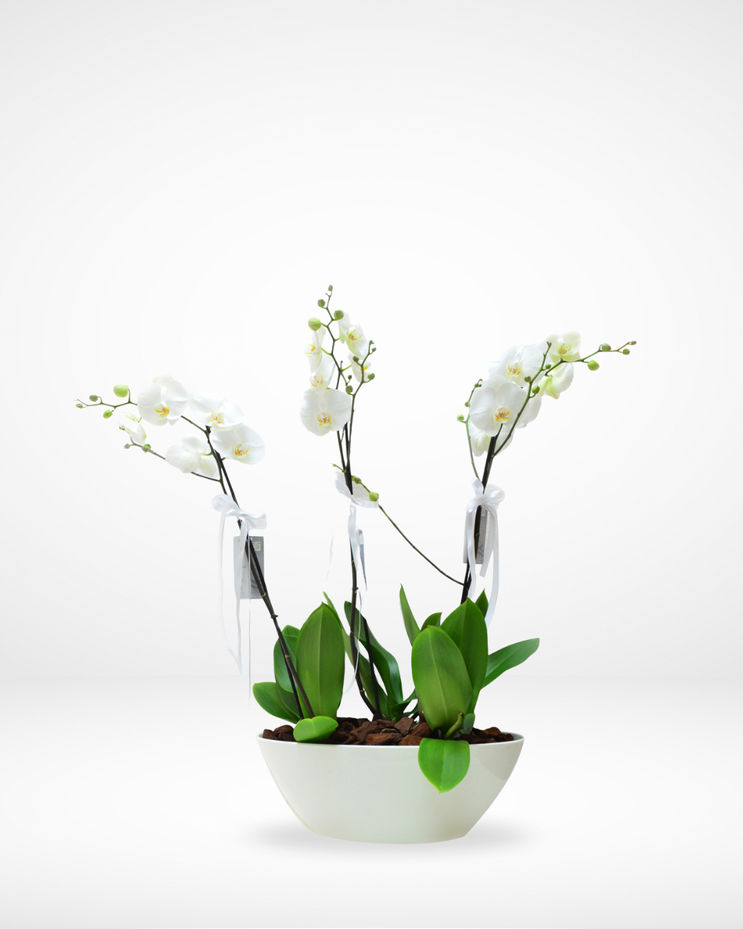 Sympathy White Orchids, Two-Plant Arrangement Lebanon