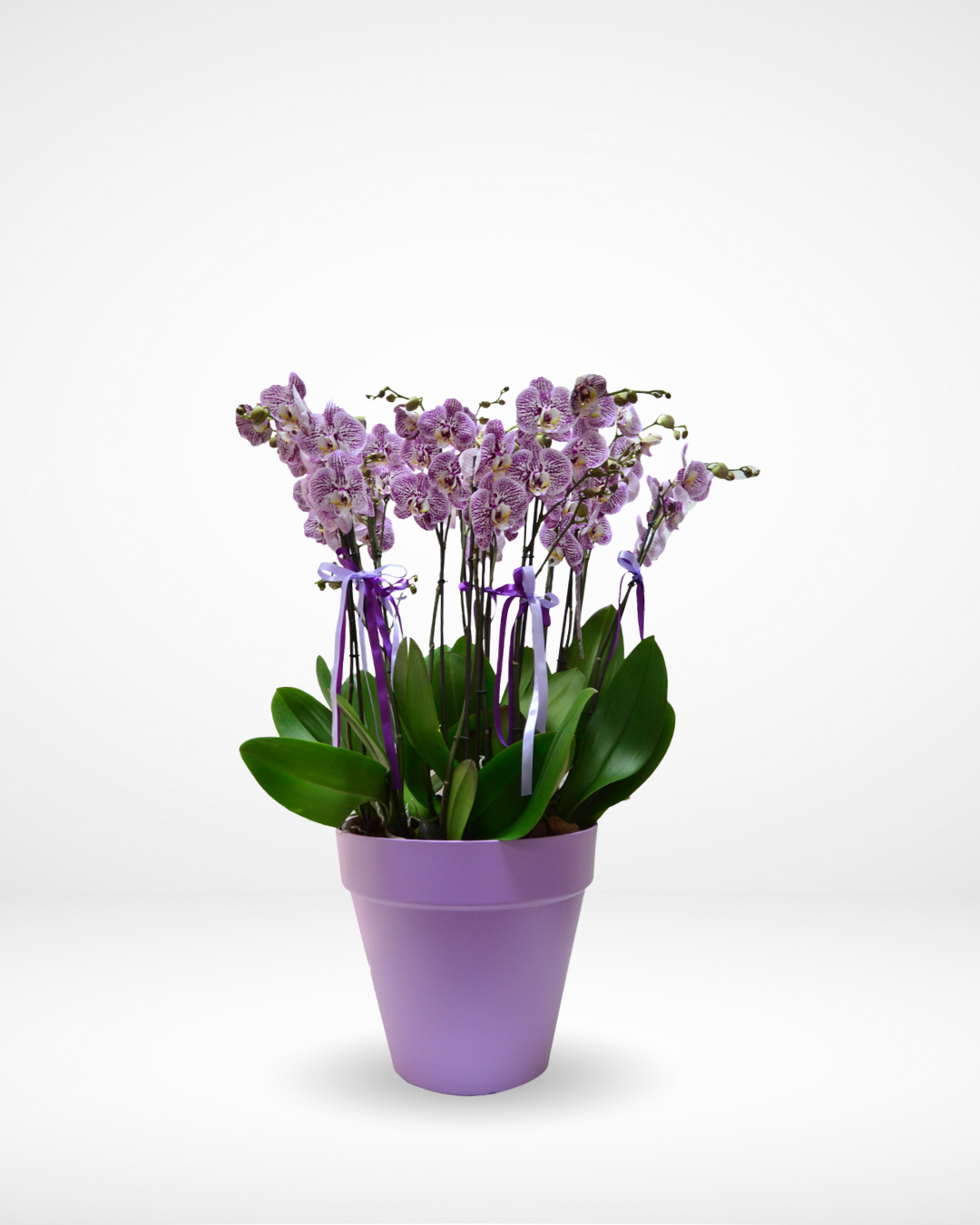 Royal Purple Phalaenopsis, Six Double-Stem Orchids Lebanon